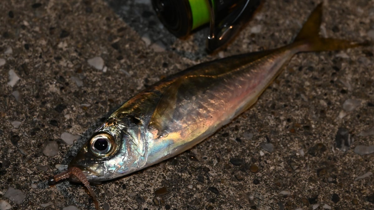 aji-tg