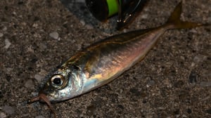 タングステン輸出規制の余波は釣具にも。アジングを直撃する価格高騰