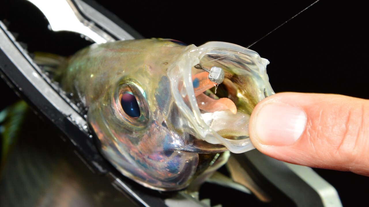 セクシービー2インチの「クールオレンジ」カラーでキャッチしたアジ