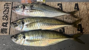 アジ科の魚類図鑑。日本近海で釣れる18種類の特徴と見分け方