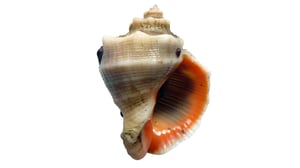 謎の大型巻貝は捨てないで！潮干狩りで採れるアカニシ貝の美味しい食べ方