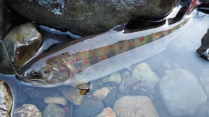 体力不要の渓流釣り？和歌山・玉川峡で楽しむ良型アマゴと秘湯