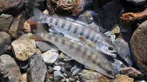 専門家が解説するヤマメ・サクラマス・アマゴの違い。降海のメカニズムとは？