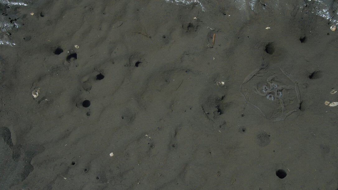 アナジャコの穴