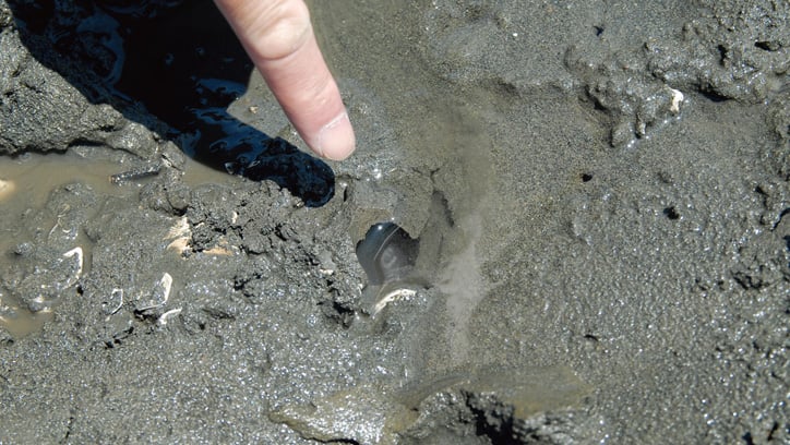 アナジャコの穴