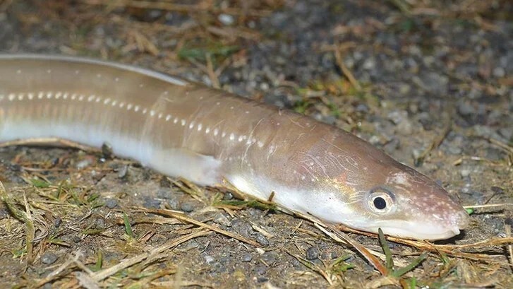 anago