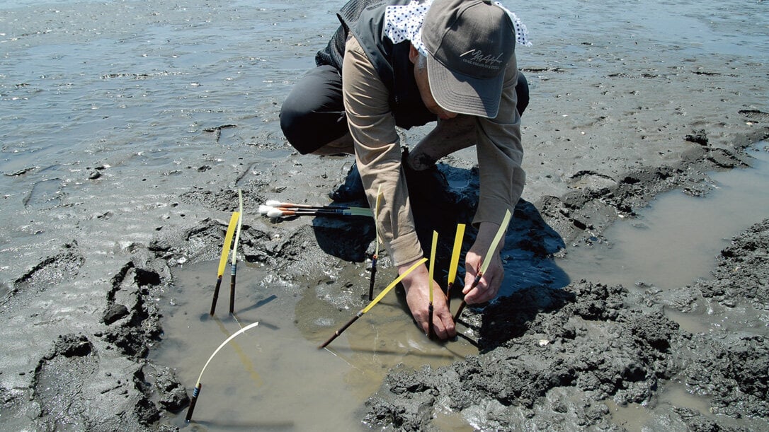 巣穴にいくつもの筆を差し込んでアナジャコからの反応を待つ