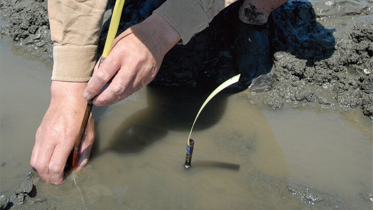 筆を手で持ってゆっくり引き上げながら、アナジャコを穴の入り口まで誘導