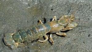 筆で釣れる謎生物？アナジャコ取りに名人と“あの手この手”で挑戦してみた