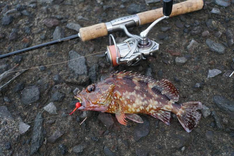 穴釣りの仕掛け・釣り方|時期別に釣れる魚やおすすめタックルを紹介