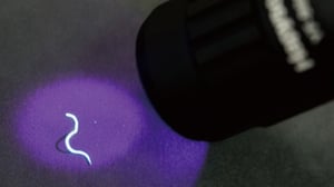 実はアジもマダイも要注意！アニサキスを防ぐ4つの対策とリスクの高い魚種