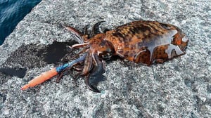 春の大型アオリイカを釣るエギング術。シャクリより重要な誘い方のコツ
