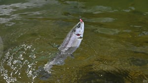 「豆ルアー」は攻めの釣りだ。しもきん流・縦釣り＆巻きバベルの極意【エリアトラウト】