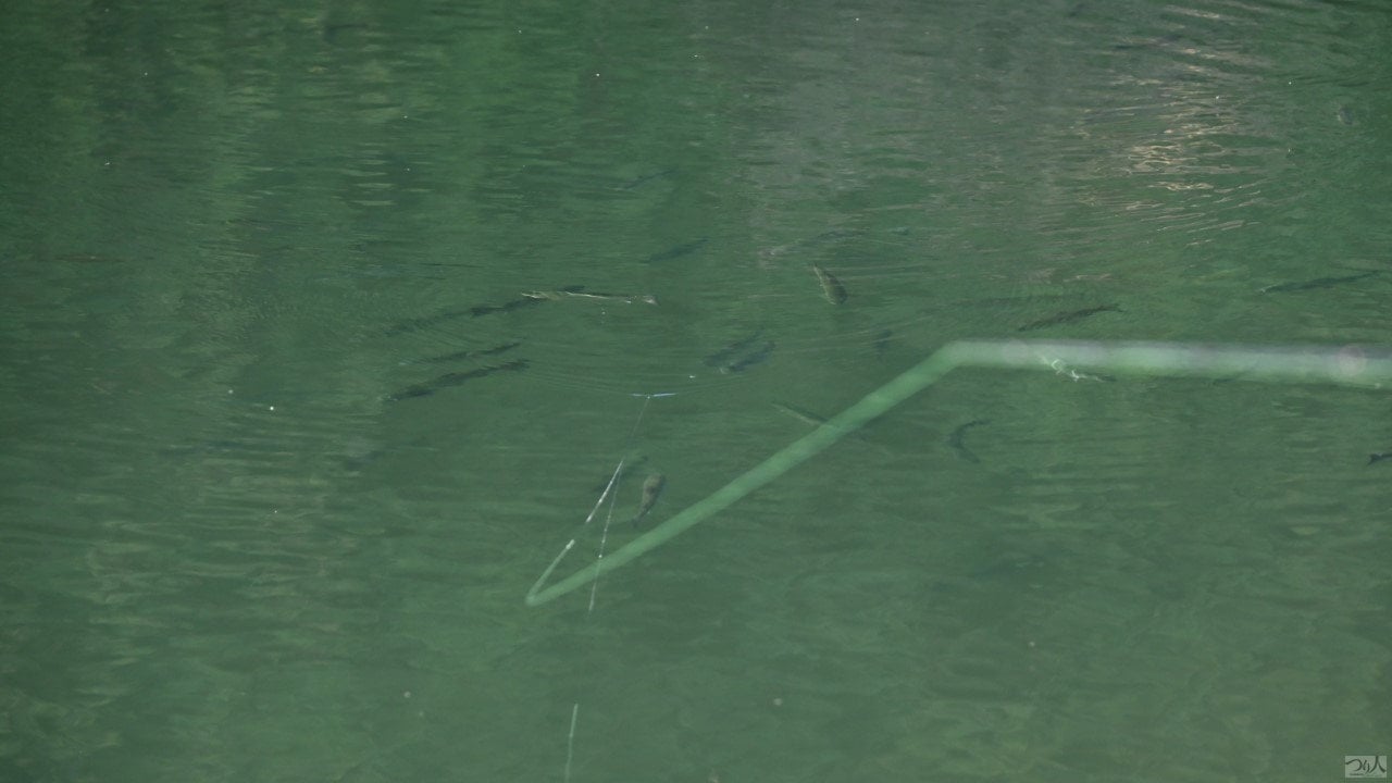 area-trout-front-hooklure (19)