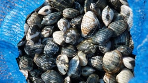 【潮干狩り】海水に浸すのはNG！アサリの正しい持ち帰り方と砂抜きのコツ