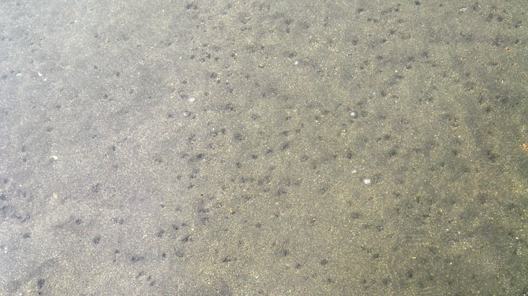 アサリの目が集まっている場所