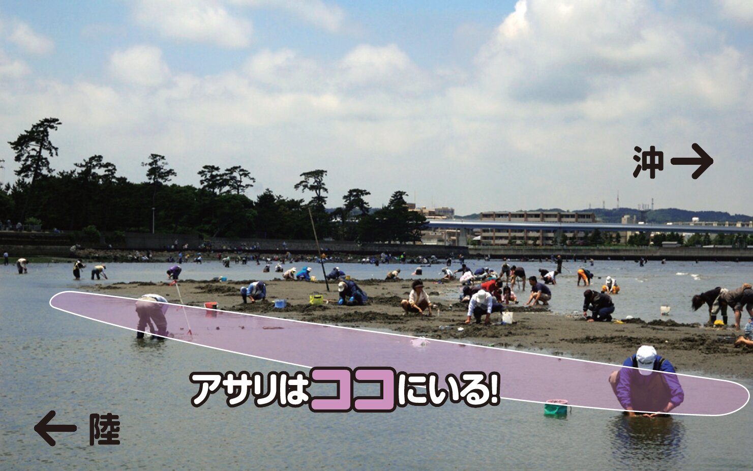 アサリの潮干狩りでねらいたい中州のカケアガリ