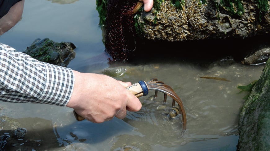 障害物周りでのアサリ掘り