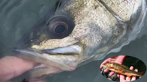 【シーバスの落ち鮎パターン】名手のコツとおすすめルアー5選＋秘密のアイテムも紹介
