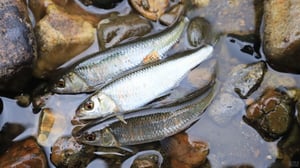 昭和のオイカワ・ウグイ釣りはアユに次ぐ人気だった｜競技会も盛んだった時代