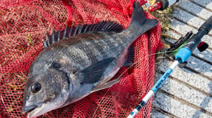 【東京湾奥クロダイ】ヘチ釣り＆チニング攻略！黒鯛工房の小継NEWロッドの実力