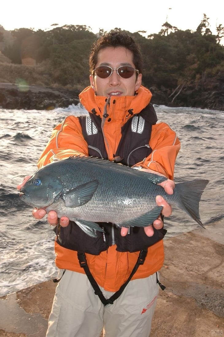 堤防で釣れた良型のメジナ