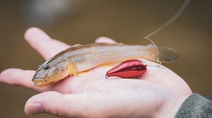 【淀川のハゼクラ】出勤前の短時間でボウズなし。コツは水深とカラーチェンジ