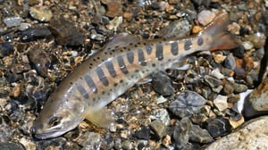 【渓流エサ釣り】激戦区「中津川」を極小オモリで攻略｜ナチュラルドリフトが鍵