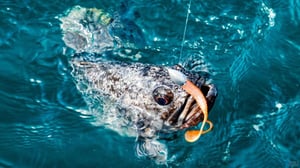 60cm級も狙える小樽沖クロソイゲーム！強波動ワームが攻略のカギ？【北海道】