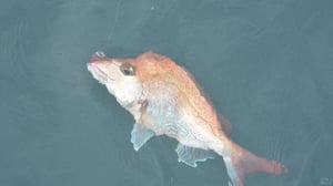 激渋タイラバはワームで攻略！専用トレーラー『ワーム球』の実力とは？