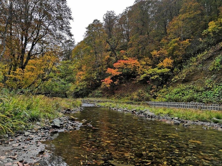 落ち葉が積もった広葉樹の森を流れる沢。森の土にしみ込んだ雨が、さまざまな成分を溶かし込んで川へ出ていく