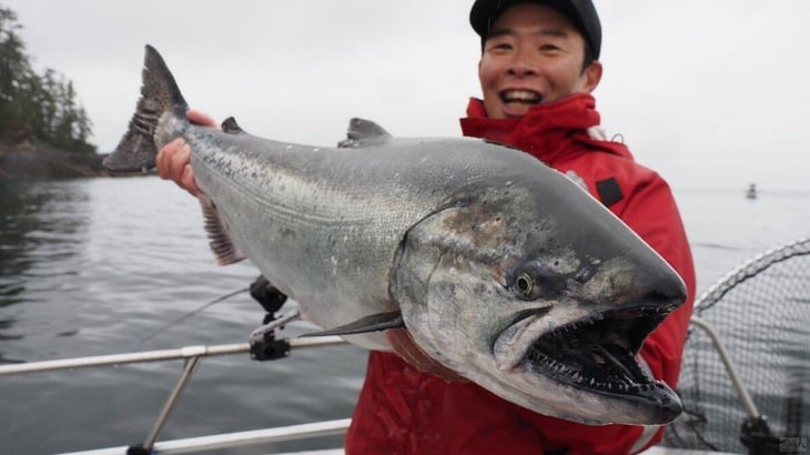 カナダのキングサーモン。サケは海で蓄えた栄養を体に詰めて、生まれた川へ帰ってくる
