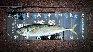 大アジを「ねらって釣る」アジング論。56cmを獲った名手の釣り方とワーム