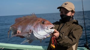 同じ40cmのマダイでも、西日本は3歳・東日本は高齢。専門家が明かす意外な生態