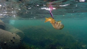 堤防は「巨大な魚礁」で魚だらけ。なのに、なぜ釣れないのか？