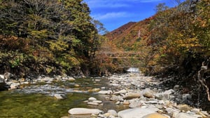 なぜ漁師は山に木を植えるのか？ 森の鉄が海を育て、サケが森を育てる