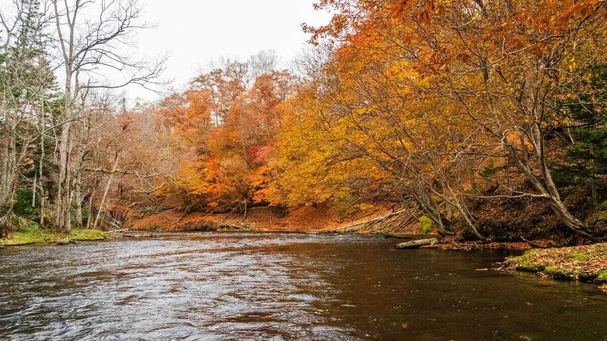 opt-eye-autumn-river-foliage-landscape