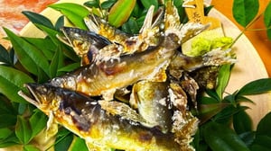 【アユの味の秘密】香りは「加齢臭」と同じ成分？日本一旨いアユはあるのか