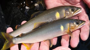 「アユでアユが釣れる」仕組みとは？意外と難しくない友釣りの世界