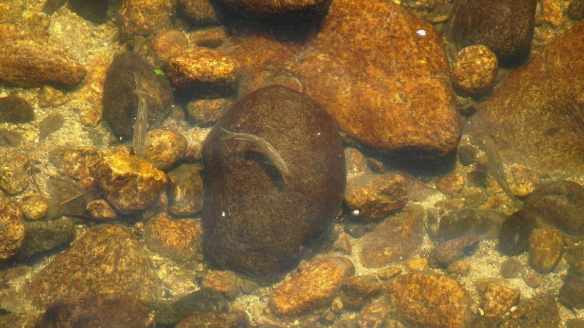 ayu02