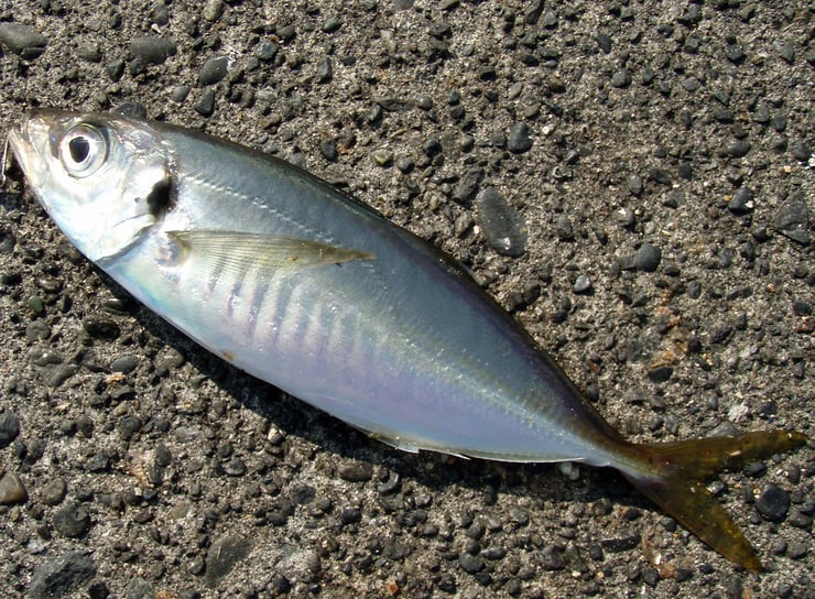 ルアーセレクトの参考に ベイトフィッシュ図鑑 その2 全3回 全国おすすめ釣り場