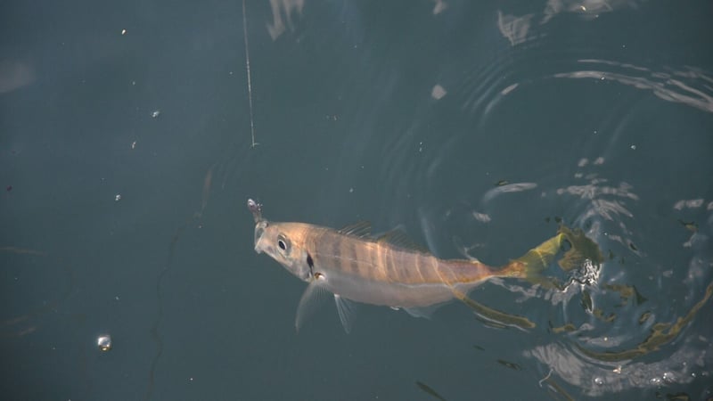 房総アジングは「内房」と「外房」でどう違う？攻略法とおすすめポイントを地元釣具店が紹介