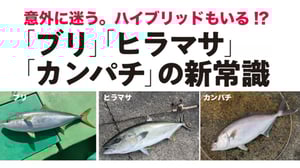 専門家が教えるブリ・ヒラマサ・カンパチの見分け方。交雑種も増加中？
