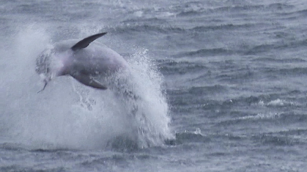 dolphin