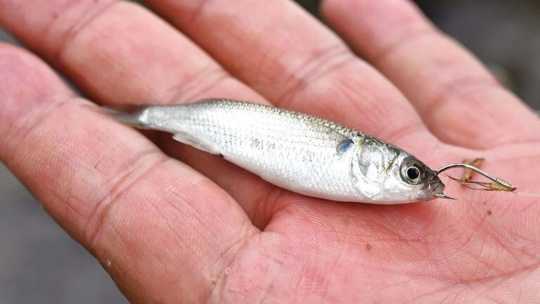 小魚の針への付け方
