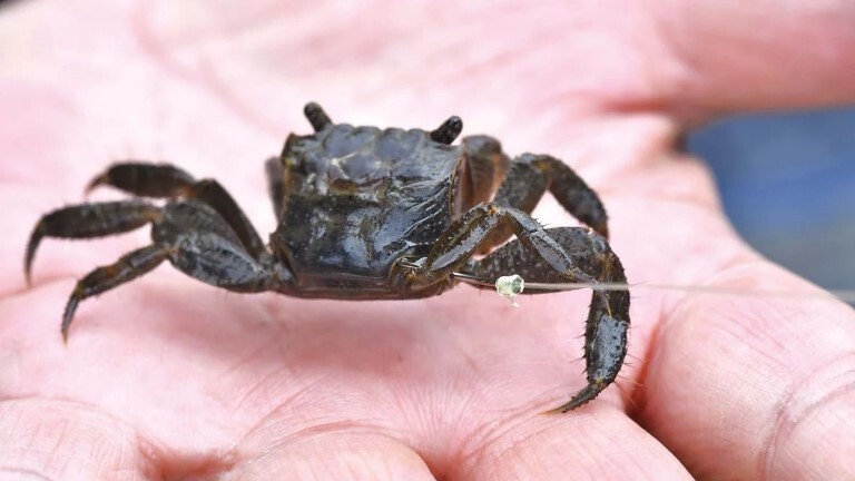 カニの針への付け方