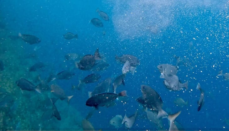 fish3