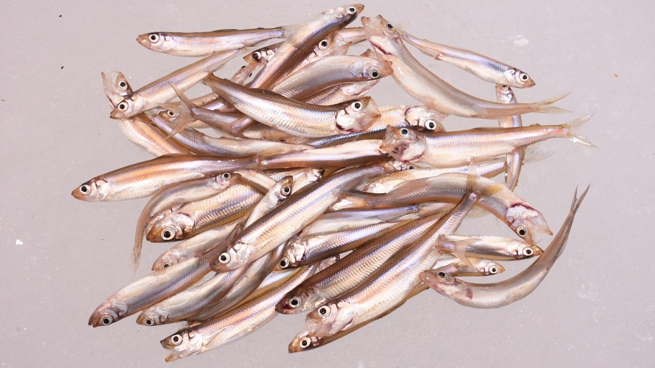 岩洞湖のワカサギ