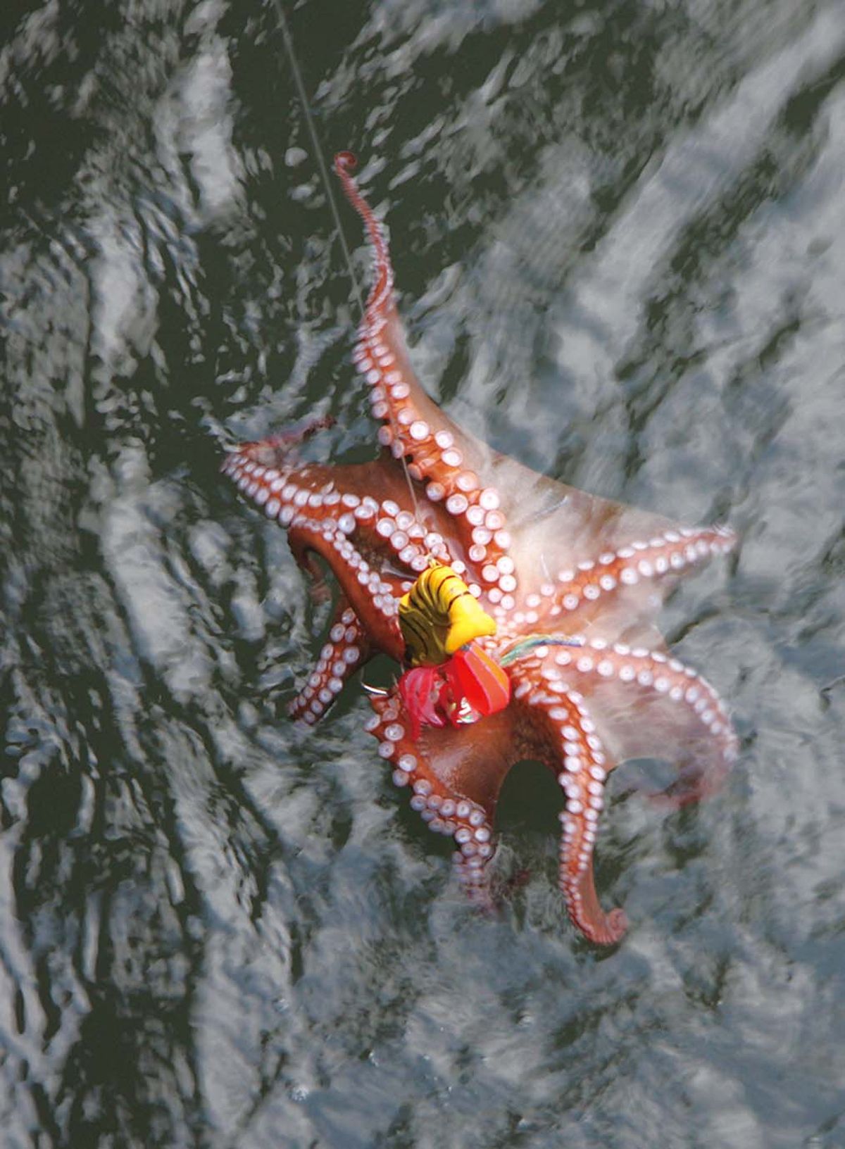 釣ってよし、食べてよしのマダコをねらう 関東・千葉県／木更津市