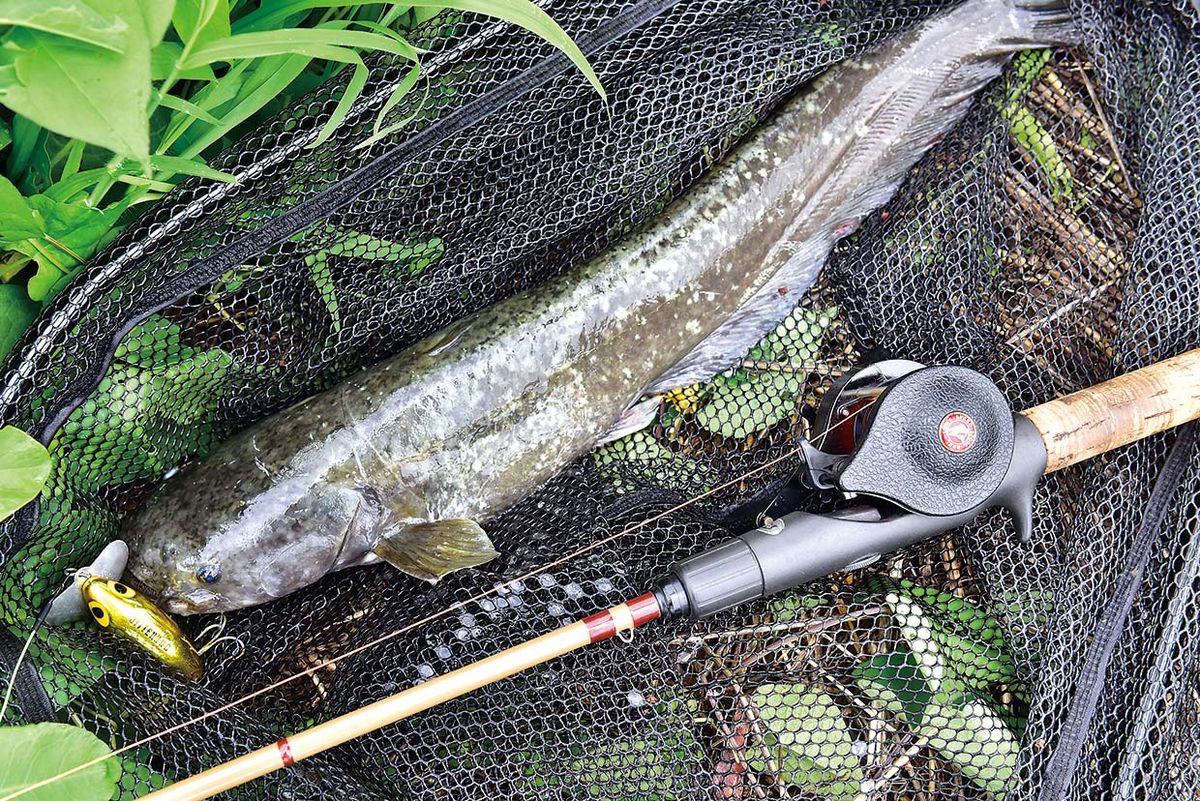 佐賀県／武雄市 「ナマズのルアー釣り」 昼下がりの悶絶！ 痛快